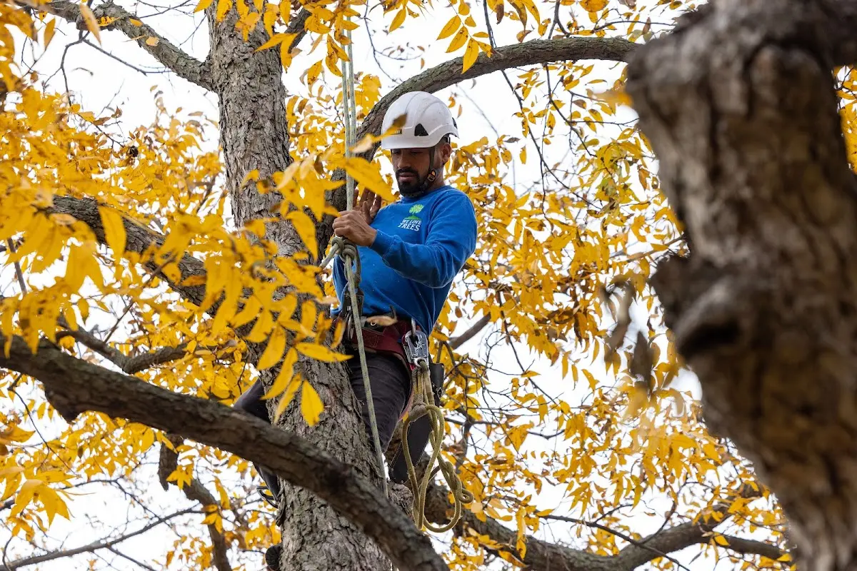 Skilled Tree Planting crew working in Hogansville